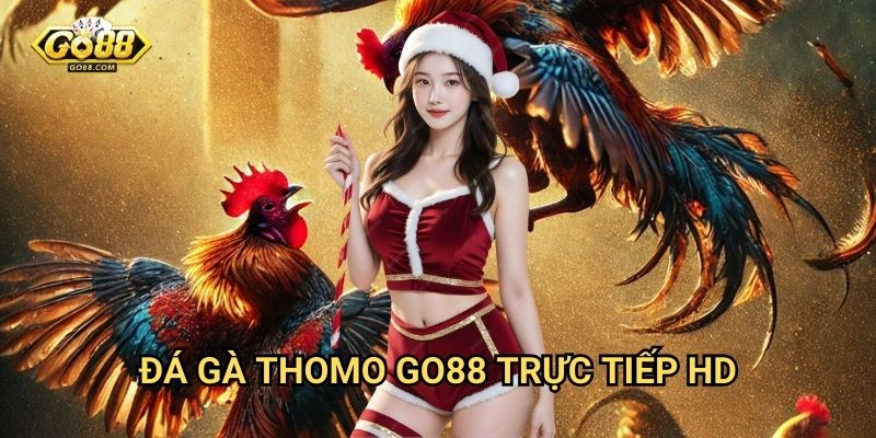Đá gà Thomo Go88: Trường gà uy tín số 1 Campuchia 3 Đá gà Thomo Go88 trực tiếp HD