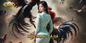 Màu mạng đá gà Go88: Bí quyết phân biệt gà chiến thắng